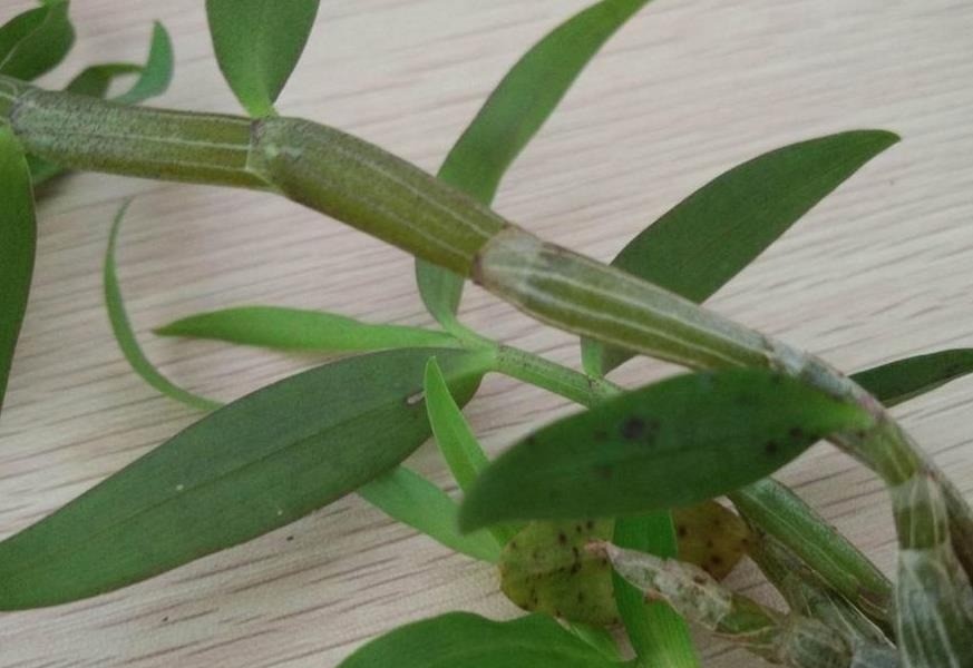 中华仙草铁皮石斛